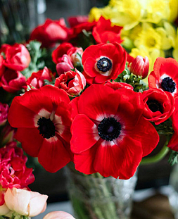 Ветреница (анемона) Де Каен Голландия