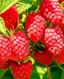 Саженцы Малина Конёк-Горбунок