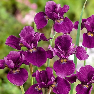 Ирис сибирский Хаббард