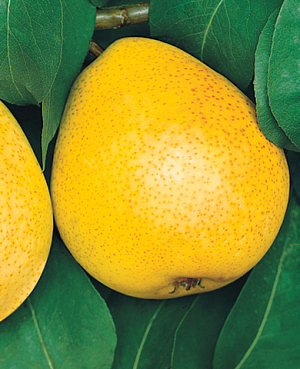 Саженцы Груша Осенняя сладкая