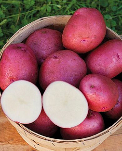 Семенной Картофель Мишка