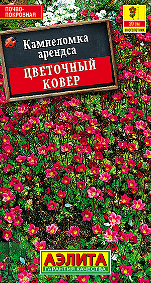 Семена Камнеломка Цветочный ковер.
Многолетнее, низкорослое, вечнозеленое почвопокровное растение. Образует плотную подушку из мелких розеток высотой 10-15 см, усыпанную во время цветения бесчисленным множеством цветков. Декоративно с весны и до глубокой осени, вплоть до снежного покрова. Растение неприхотливое, холодостойкое, хорошо растет как в полутени так и на открытом солнце. Отлично подходит для создания низких бордюров, альпинариев и каменистых садиков.
Агротехника. Посев семян рано весной непосредственно в грунт или в марте на рассаду. Сеют поверхностно, без заделки, с обеспечением постоянной влажности до появления всходов. В фазе настоящего листа сеянцы пикируют. Высаживают в открытый грунт в июне. Требует рыхлых дренированных почв. Более требовательна к влаге, чем другие «альпийцы».