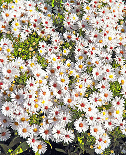 Саженец Астра кустарниковая Аполло