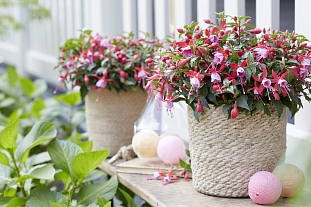 Набор фуксий №2