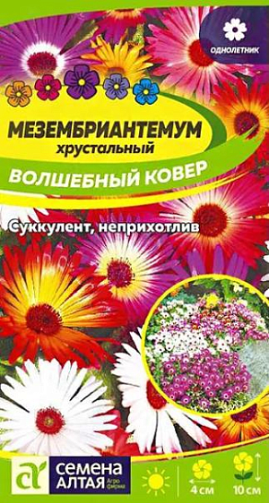 Семена Мезембриантемум "Волшебный ковер".<br>
Трогательное и очень нежное многолетнее растение, выращиваемое в открытом грунте как однолетнее. Широкораскидистый кустик высотой до 10 см. покрыт бледно-зелеными мелкими овальными листьями. Цветение начинается в конце июня и продолжается до заморозков. Цветки 3-4 см. в диаметре различных окрасок с изящными тонкими лепестками собраны по 3-5 штук в кистевидные соцветия. Все части растения покрыты железистыми волосками, которые выглядят как блестящие хрустальные капельки. Отлично смотрится в ковровых посадках, рокариях, низких бордюрах, используется для оформления клумб, цветников, палисадников, растение идеально для альпийских горок. Растение тепло- и светолюбивое. Хорошо развивается на легкой песчаной почве без застоя воды. Легко размножается семенами. Посев семян на рассаду производят в конце марта-апреле с последующей пикировкой. При температуре не ниже +18оС всходы появляются через 18-20 дней. Высадка рассады в открытый грунт в июне, посадочный интервал – 15 см.