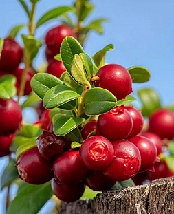 Саженцы Брусника Санна