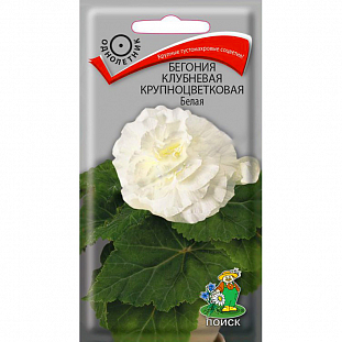 Семена Бегония клубневая крупноцветковая Белая