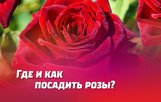 ГДЕ И КАК ПОСАДИТЬ РОЗЫ. ЛУЧШИЕ СОРТА