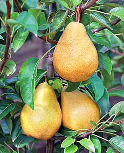 Саженцы Груша Дюшес
