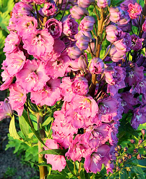 Дельфиниум
Гигантские «свечки» с резными лепестками впечатляют своим великолепием! Диаметр цветков
составляет 6
–
8 см. Цветоносы
крепкие, соцветия плотные. Листья светло
-
зеленого цвета, сочные.
Растение демонстрирует обильное и продолжительное цветение. Отличается высокой
устойчивостью к заболеваниям, надежное и зимостойкое, что делает его отличным выбором для
любого сада.
120
–
170
см VI
–
VIII свет/полутень