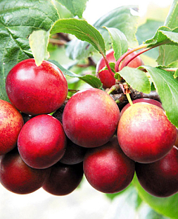 Саженцы Тернослива Гордость Сибири