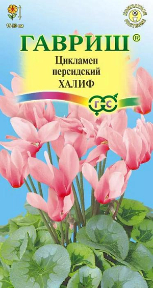 <div>
 Семена Цикламен Халиф.
</div>
 <article>
<p>
 Многолетнее клубневое растение семейства Первоцветные. Цветки серебристо-лососевые, очень ароматные, цветонос достигает длины 15 -20 см. Цветет с поздней осени до конца апреля, летом находится в состоянии покоя. Оптимальный срок посева конец августа. Семена перед посевом замачивают на сутки в теплой воде, а затем высевают в горшки с листовой и торфяной землей(1:1).Сверху семена присыпают слоем земли 0,5-1 см., обильно поливают, накрывают темной пленкой. При t 20 °C всходы появляются через 30-40 дней. После появления всходов притенение снимают, температуру снижают до 15-17 °C. Когда образуются маленькие клубеньки с двумя листочками, пикируют в ящики со смесью из листовой, торфяной земли и песка (2:1:0,5). При пересадках у молодых растений верх клубенька должен находиться у самой поверхности почвы (не глубже 0,5 см.). У взрослых растений верх клубня обычно открыт. В период покоя сбрасывает листья.&nbsp;
</p>
<p>
 Выращивают на северных и восточных окнах, на южном притеняют от прямых солнечных лучей. Зимой содержат на светлом месте при температуре не выше 8 - 10 градусов. Летом необходимо выполнять приемы по поддержке роста растений: поливать исключительно через поддон, опрыскивать водой комнатной температуры, удобрять. Удобряют не более 2-3 раз за лето, преимущественно азотно-калийными удобрениями.
</p>
 </article>