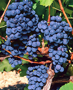 Саженцы Виноград Плечистик северный