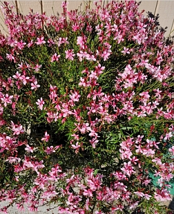 Гаура Линдхеймера Стеффи Блаш Пинк