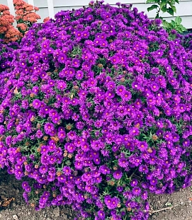 Астра новоанглийская Перпл Доум