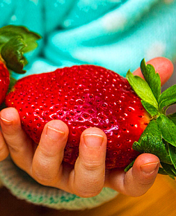 Саженцы Клубники (Земляники) садовой Близнецы