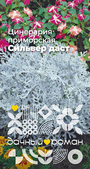 Цинерария приморская Сильвер даст

Прекрасное декоративно-лиственное растение с розеткой перисто-раздельных серебристо-пепельных листьев. Декоративность поддерживают прищипыванием точки роста, за счет чего розетка становится более плотной и объемной. Цветения лучше не допускать, производя с воевременную обрезку бутонов. Красиво смотрится в орнаментальных бордюрах, на клумбах и рабатках в сочетании с темнолистными и ярко цветущими растениями.