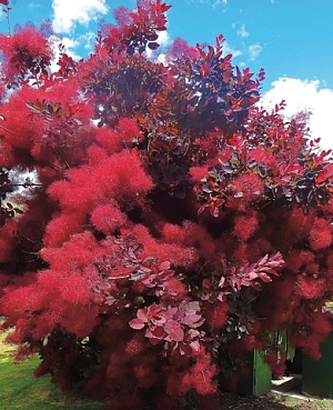 Скумпия Роял Перпл