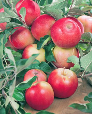 Саженцы Яблоня Уралец