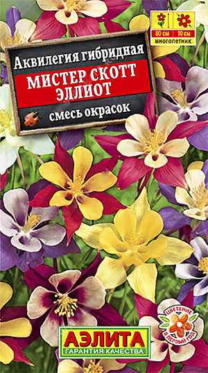 <div>
 Семена Аквилегия Мистер Скотт Эллиотт смесь.<br>
 Многолетник.
</div>
<p>
 Высота 80 см.
</p>
<p>
 Диаметр цветка 10 см.
</p>
<p>
 Неприхотливый зимостойкий многолетник весеннего и раннелетнего срока цветения. Хорошо развивается при небольшом затенении. Формирует куст высотой 70-80 см с ажурной листвой. Цветки крупные, Ø9-10 см, на длинных цветоносах, со шпорцами, собраны в рыхлые, метельчатые соцветия. Корневая система хорошо переносит зимовку в открытом грунте. Используется для оформления цветников и на срезку.<br>
</p>
<p>
 Посев&nbsp;в открытый грунт под зиму, в конце октября, либо весной на рассаду. Предварительно стратифицированные семена сеют в марте-апреле. В фазе одного-двух настоящих листьев сеянцы пикируют. На постоянное место высаживают с конца мая. Растениям необходимы регулярные поливы, прополки, рыхления и подкормки.
</p>