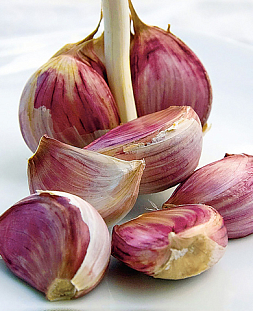 Чеснок озимый Подарок 10шт