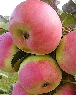 Саженцы Яблоня Ауксис