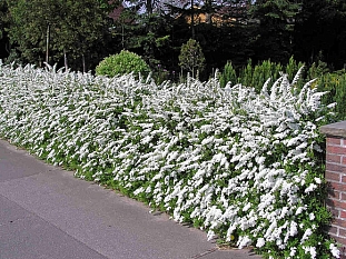 Спирея серая Грефшейм