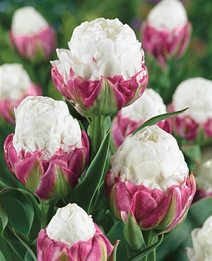 Тюльпан Мороженое