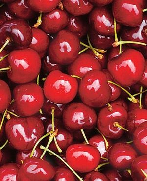 Саженцы Вишня Бирюсинка