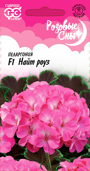 Семена Пеларгония Найт роуз F1.
Популярное многолетнее комнатное растение из семейства Гераниевые. В пору обильного цветения герань придает окнам праздничный вид. Формирует объемный и компактный кустик высотой 35 см, диаметром 25 см. Этот сорт уникален благодаря декоративным коричневым листьям с тонкой зеленой каймой по краю. Особенно эффектно коричневолистные сорта выглядят в белой цветочной таре. Цветки фиолетово-розового цвета, образуют крупные, шаровидные соцветия. При тщательном уходе может цвести весь год. Пеларгония светолюбива, неприхотлива в культуре, легко переносит недостаток влаги. Размещают растение на солнечных восточных и западных окнах. В теплое время года любит обильный, частый полив. Зимой, в зависимости от температуры, поливают умереннее. Подкармливают растение минеральными удобрениями, обогащенными калием. Для получения цветущих растений к началу лета посевы производят с декабря по февраль, используя в качестве субстрата чистый торф или смесь торфа с песком. Для комнатного использования высевают в марте-апреле. Всходы обычно появляются через 2-3 недели после посева. В фазе двух-трех настоящих листочков растения пикируют в горшки. Для лучшего кущения рассаду прищипывают над пятым - шестым листом. Летом пеларгонию желательно выносить на свежий воздух, а зимой устанавливать в прохладной светлой комнате с температурой 10-12 °C. Геранями озеленяют балконы, веранды, лоджии. Их используют в цветочных композициях в полутенистых участках сада.