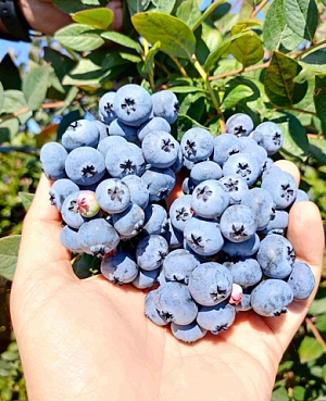 Саженцы Голубика Нортланд