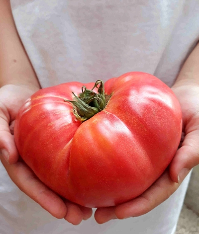 Семена Томат Громадин F1