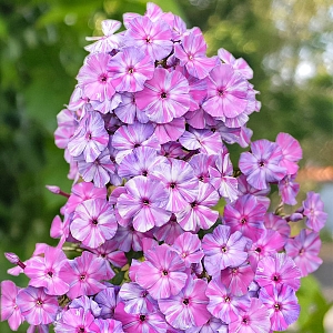 Флокс метельчатый Отэм Джой