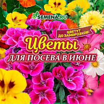 Какие цветы высаживать в июне