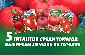 Пять гигантов среди томатов: выбираем лучшие из лучших