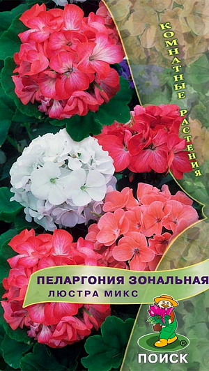 Семена Пеларгония Люстра микс зональная.
Великолепная компактная форма. Растение высотой около 35 см. Листья округлые, с темным пятном в форме подковы. Цветы диаметром до 2,5 см, разнообразной окраски. Прекрасно подходит для горшечной культуры, летом можно высаживать в открытый грунт и балконные ящики. 
Растение засухоустойчивое, предпочитает солнечные месторасположение и рыхлые плодородные почвогрунты. Посевы можно проводить начиная с января. Глубина заделки семян 0,5 см. Посадочную емкость накрывают стеклом и ставят в освещенное место. При температуре почвы +20°С всходы появляются на 15-20 день. В фазе 2-3 настоящих листочков сеянцы пикируют. Для лучшего кущения рассаду прищипывают над 5-6 листом.