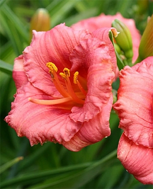 Лилейник Космополитан