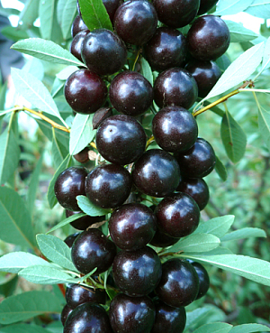 Саженцы Вишня бессея Акварель черная