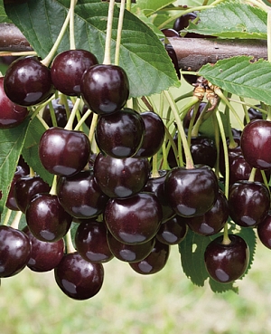 Саженцы Вишня Брюнетка