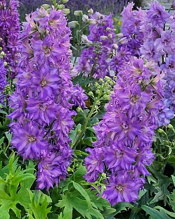 Дельфиниум Дельджиниус Бризин