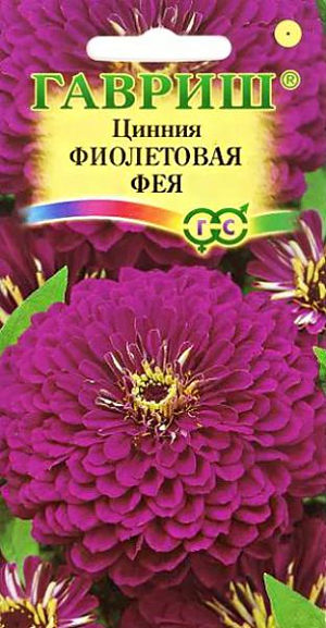 Семена Цинния Фиолетовая Фея.
Неприхотливое однолетнее растение семейства Сложноцветные высотой до 90 см. Цветение обильное с июня до заморозков. 
Фиолетовые георгиновидные соцветия до 10 -14 см в диаметре венчают прямые прочные стебли. 
Светолюбива, засухоустойчива и теплолюбива. Выращивают рассадным способом. Семена высевают в апреле. 
Всходы появляются через 4-6 дней.
 В начале июня растения высаживают на расстоянии 25-30 см. Используется для озеленения и получения срезки.