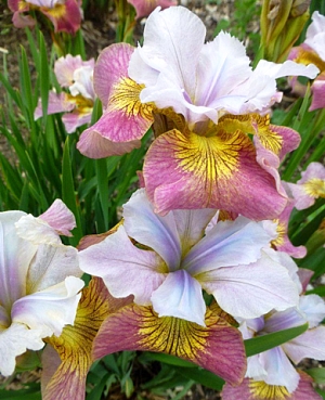 Ирис сибирский Шугар Раш