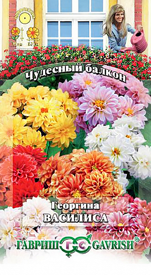 Семена Георгина Василиса.
Великолепные однолетние «малышки» с крупными соцветиями – настоящий селекционный шедевр и подарок ценителям георгин. 
Они хороши и компактны, их можно выращивать в контейнерах на балконе и окне, в вазонах на лоджиях и верандах, любоваться ими ежедневно. 
Компактные кустики, высотой всего до 15 см, при раннем прищипывании получаются объемными и пышноцветущими. Соцветия эффектные, разнообразных оттенков, диаметром 6-7 см.
Цветение продолжается с июля до заморозков. Предпочитает солнечные, защищенные от ветра участки с рыхлой, плодородной почвой. 
Может расти и в полутени. Посев семян на рассаду проводят в марте-апреле. 
При температуре почвы 18ºС всходы появляются через 7-14 дней. 
В балконные ящики высаживают после окончания весенних заморозков через 15 см. 