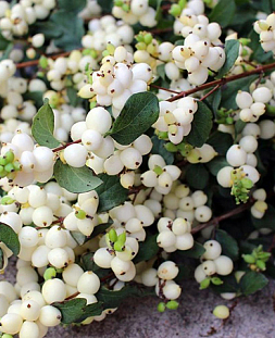 Снежноягодник Вайт Хедж