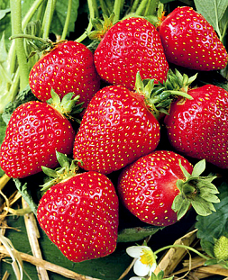 Саженцы Клубники (Земляники) садовой Деройял