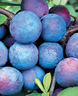 Саженцы Тернослива Билясувар