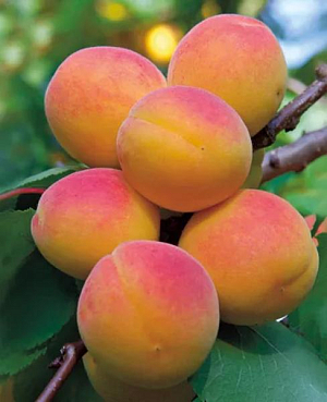 Саженцы Абрикос Восторг