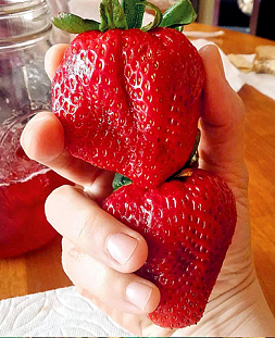 Саженцы Клубники (Земляники) садовой Вима Ксима