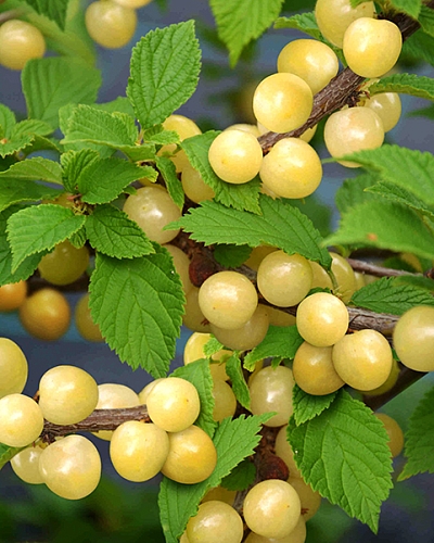 Саженцы Вишня войлочная Белоснежка