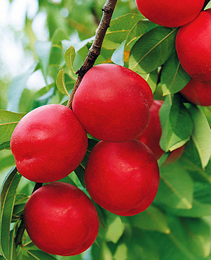 Саженцы Слива канадская Селигран